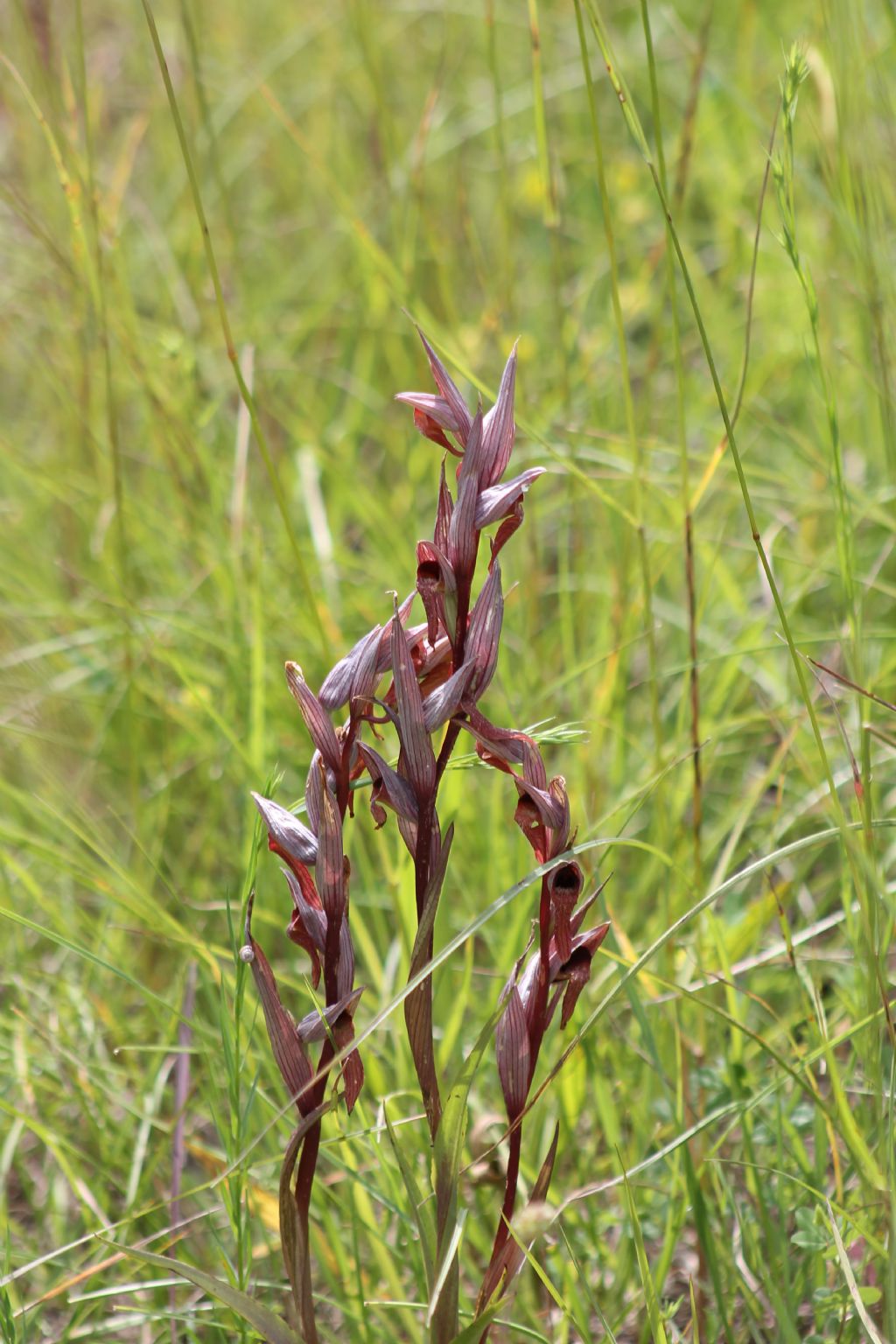Serapias vomeracea